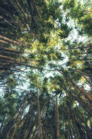 Bamboo growth, look from belowの写真素材