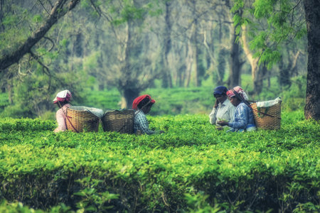 Bokakhat, India - March 25th, 2019: Women harvest Tea near Kaziranga National Park.のeditorial素材