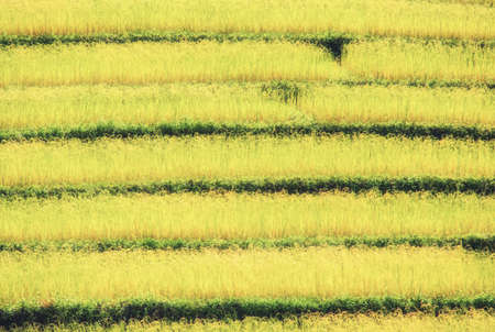Abstract pattern of rice paddy, Madagascar.の写真素材