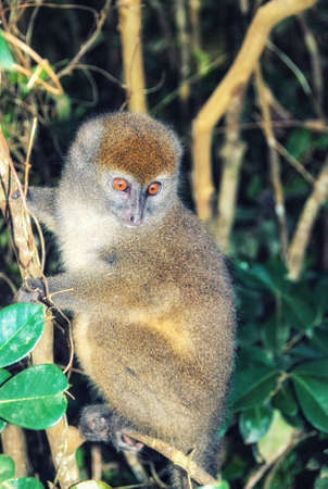 Photo of a cute little Sambirano Bamboo Lemur