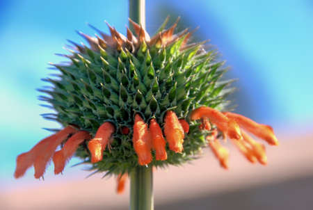 Combretum Madagascar red flower.の写真素材