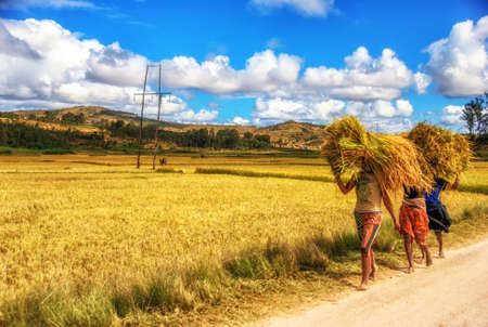 Farmers harvesting rice, Madagascar.の写真素材