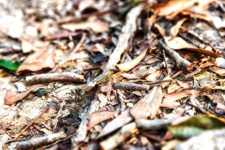 Small magpie on a forest floor