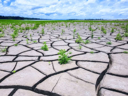 Closeup of cracked clay soil with small weed plants.の写真素材