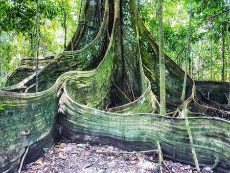Amazon rainforest understory, rainforest tree with buttress roots
