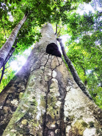 Unusual growth on Rainforest  tree trunk, Leticia, Colombia