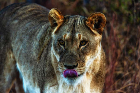 Close up of a Lioness in the bush in the Welgevonden game reserve, South Africaの写真素材