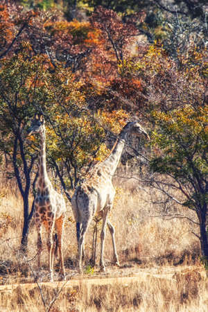 Giraffe in the wilderness of South Africa.の写真素材