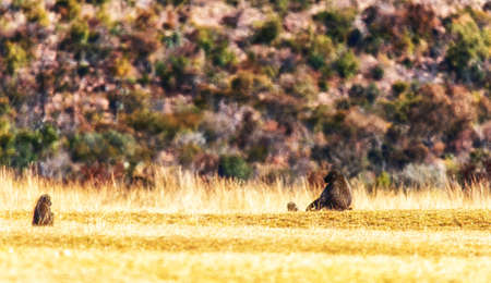 Baboons at South Africas wild nature.
