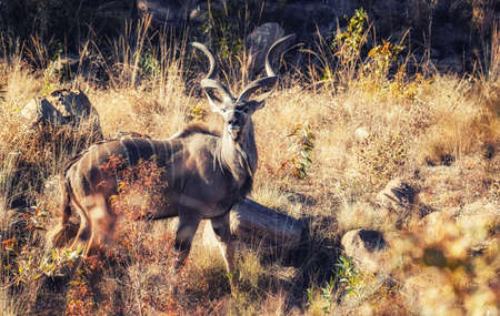 Large male Kudu looking at the camera in Marakele National Park in South Africaの写真素材