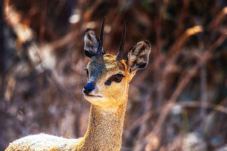 Steenbok (Raphicerus campestris), female youngster, Welgevonden Private Game Reserve, South Africa.