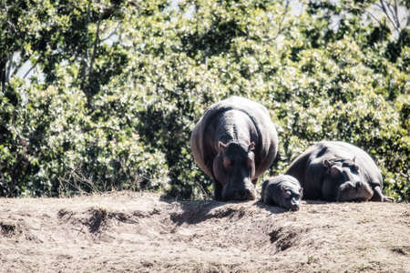 Family of hippos (Hippopotamus amphibius) resting on land in the Welgevonden game reserve, South Africa.の写真素材