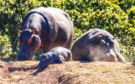 Family of hippos (Hippopotamus amphibius) resting on land in the Welgevonden game reserve, South...