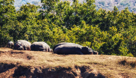 Family of hippos (Hippopotamus amphibius) resting on land in the Welgevonden game reserve, South Africa.の写真素材