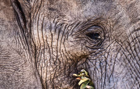 A beautiful close up portrait of an elephant faceの写真素材
