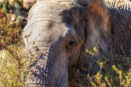 Side profile of an African elephant in the Welgevonden game reserve, South Africa.の写真素材