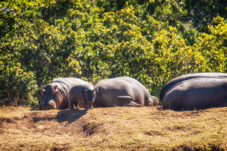 Family of hippos (Hippopotamus amphibius) resting on land in the Welgevonden game reserve, South Africa.の写真素材