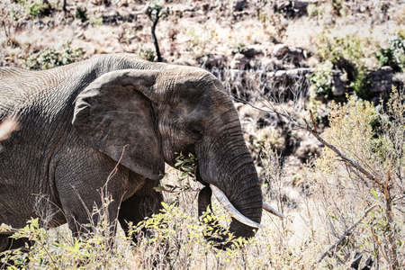 Elephant in the wild at the Welgevonden Game Reserve in South Africaの写真素材