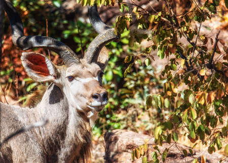 Male Kudu in a bush at the Welgevonden game reserve, South Africa.の写真素材