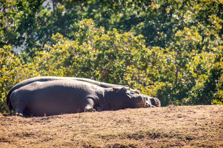 Family of hippos (Hippopotamus amphibius) resting on land in the Welgevonden game reserve, South Africa.の写真素材