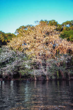 Small birds on the tree in Nicaragua.