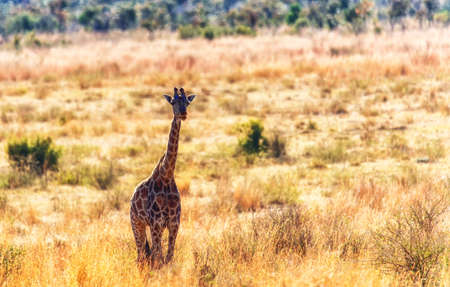 A giraffe walking in the african savannah of  Marakele Safari Wildlife Reserveの写真素材