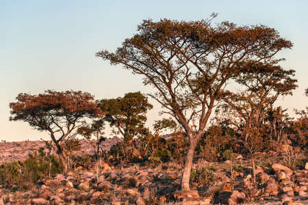 acacia tree at sunset in Welgevonden National Park.の写真素材