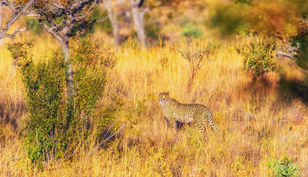 South African Cheetah ranges throughout the Welgevonden Game Reserve in South Africaの写真素材