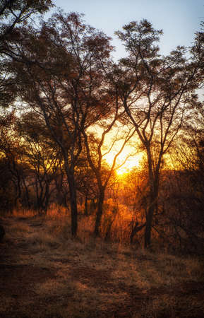 Savannah landscape in South Africa.の写真素材