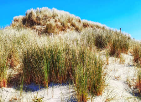 European marram grass / beachgrass (Ammophila arenaria) in the dunes