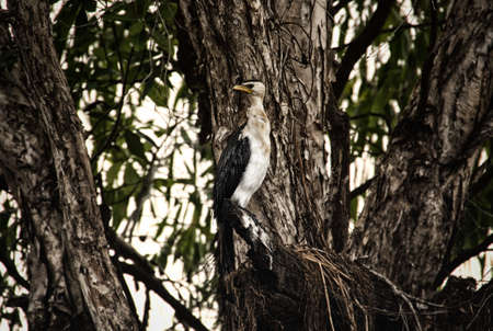 Little Pied Cormorant (Phalacrocorax melanoleucos). Yellow Water Wetlands, Kakadu National Park,...