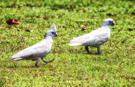 Little corellas in the wetlands, Yellow Water, Kakadu National Park, Australia