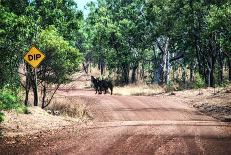 Brumbies, wild horses on a dirt road in Kakadu, Australiaの写真素材