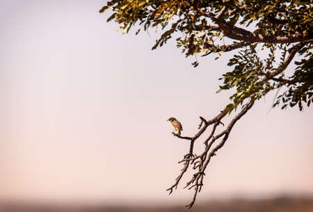 herd or springbok in the steppe of South Africaの写真素材