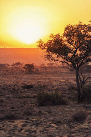 African Savannah scenes, a Wildebeest at Sunrise.の写真素材