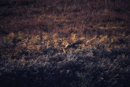 Female African Lioness camouflaged in the tall savanna grass
