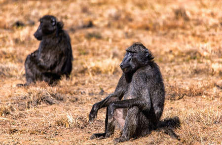 A Chacma Baboon sitting on the ground in warm light.の写真素材