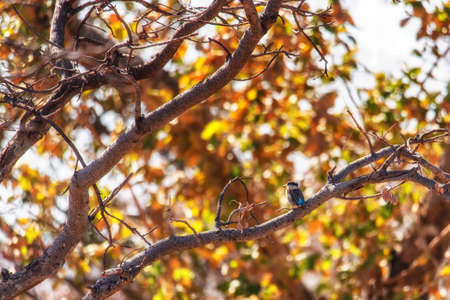 King Fisher Bird in the Wildの写真素材