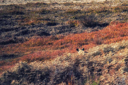 Female African Lioness camouflaged in the tall savanna grass