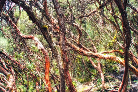 Polylepis or Paper Tree inside Cajas National Park near Cuenca, Azuay Province, Ecuador.