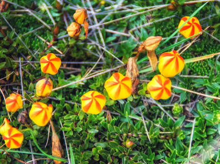 Gentianella hirculus is flower of paramo system. Low herbs growing solitary or in groups. The...
