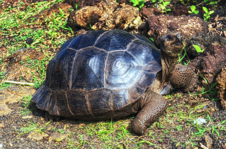 Portrait of GalÃ¡pagos giant tortoise (Chelonoidis nigra) - the largest living species of...