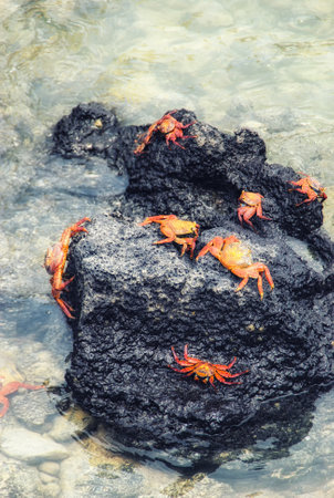 Unique species of wildlife on the Galapagos Islands Ecuador. Sally Lightfoot Crabs on the lava beach.の写真素材