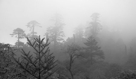 Pines near Dzongri, Kanchenjunga Region, Sikkim, India