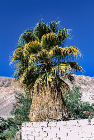 Beautiful palmtree at Guanacagua, Arica y Parinacota Region, Chileの写真素材