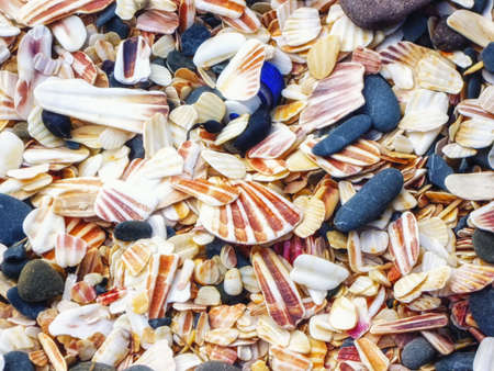 shells on beach - in sand by seaside - Isle of Man Peel Beach