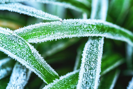 Grass and branches with ice Frost Winter Autumn Frosts Ice crystals Ice on grass Ice on green grassの写真素材