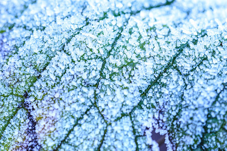 Close-up tree leaf. Mosaic pattern of plant veins and cells. Blue tinted background similar to the frost pattern on a window pane in winter.の写真素材