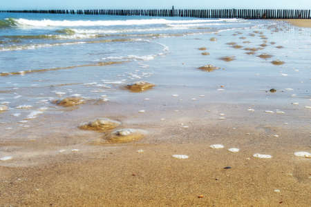 Jellyfish at the beach. Washed up brown compass jellyfish at the sand. Clear pattern. Beach, sea and blue sky in background.の写真素材