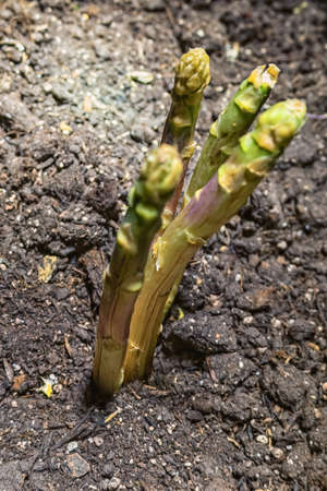 asparagus harvest of green asparagus on the fieldの写真素材